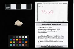 Foto (Objekt + Etikett) von Goniodromites bidentatus (Reuss, 1858)  (NHMW-GEO-2014-0194-0187)